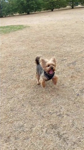 Yorkie's Unmatched Fetching Skills #yorkshireterrier #talented #dogshorts