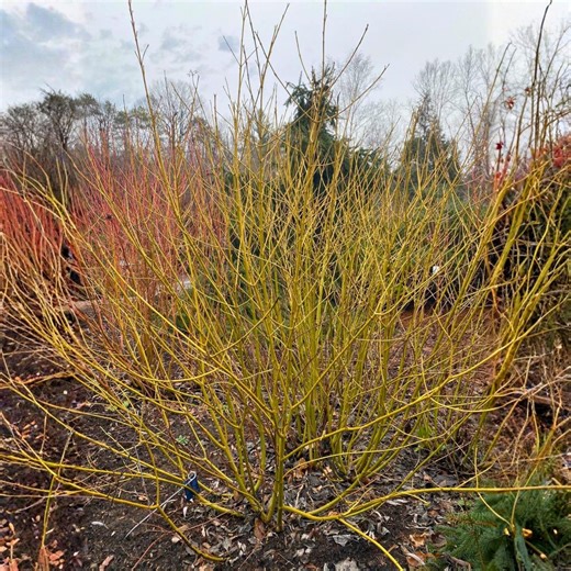 Bud's Yellow Twig Dogwood Starter Plant – Bright Yellow Winter Stems – Deciduous Ornamental Shrub - Etsy