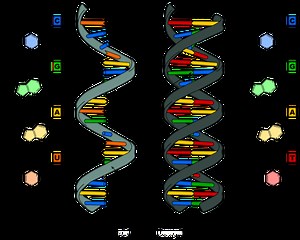 Différence entre ADN et ARN Différence Entre - Autres 2026