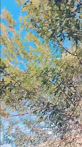 #virtual reality #song