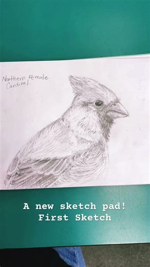 A little sketch pad needs a little sketch #art #cardinalbird #pencildrawing #sketching #sketchbook