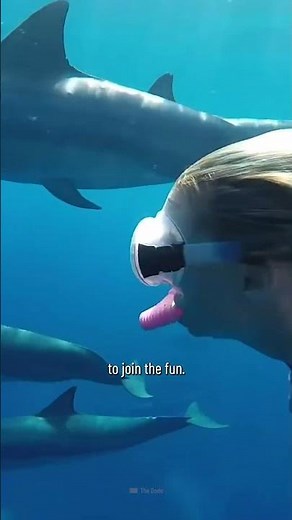 How to Survive a Dolphin Attack #shorts