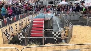 13 reactions · 3 comments | #FriendsoftheFair—we LOVE our Robinson’s Pig Paddling Porkers—they’ll swim into your hearts again at this year’s The Great Allentown Fair #swimmingpigs #racingpigs Robinsons Racing Pigs | The Great Allentown Fair | Facebook
