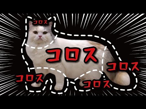 猫の撫でポイントが全部コ○スで草生えたwww【関西弁でしゃべる猫】 【猫アテレコ】