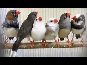 “Zebra Finches Daily Life – Must Watch!” 4k