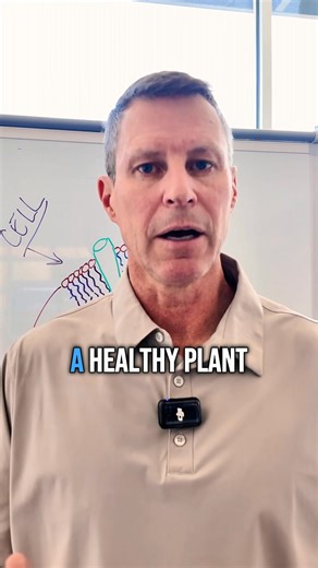 I want to highlight the importance of the "Plant-based Molecules" of the seed oils. Watch to learn more... | Systemic Formulas