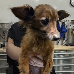 Chico, CA - Papillon. Meet Amber a Pet for Adoption - AdoptaPet.com