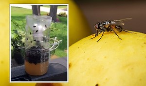How to get rid of flies in the house using brown sugar