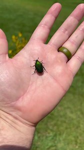 23K views · 1.4K reactions | Am i the only one who’s not seeing as many Green June Beetles as i use to?? This is the first time I’ve seen them in years! #nativehabitatproject #nature #conservation #junebug #greenjunebeetles | Native Habitat Project | Facebook