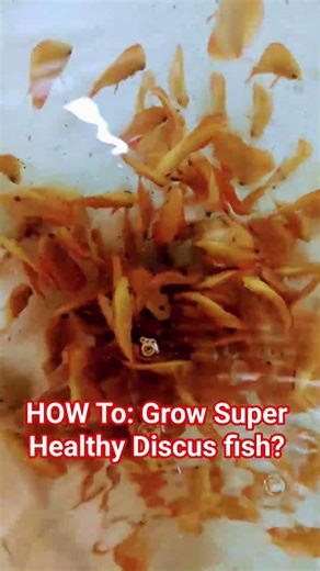 HOW TO: Grow Super Healthy Discus fish? #discusfish #fish #aquarium