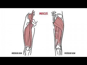 Anatomy of the Hip Joint | Capsule, Muscles & Clinical Relevance Explained • Video • MEDtube.net
