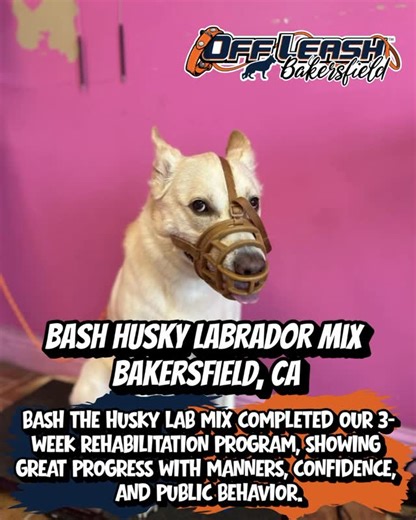 OFFLEASH K9 TRAINING BAKERSFIELD on Instagram: "Big wins for Bash! 🐾💪 This Husky Lab mix just completed our 3-week Rehabilitation Program and showed amazing progress in manners, confidence, and public behavior. From reactive to reliable, Bash put in the work—and it paid off. We’re proud of this transformation and grateful to be part of his journey here in Bakersfield! Ready to see results like this with your dog? 📩 Message us today. #OffLeashK9 #OffLeashK9Bakersfield #DogTraining #DogRehabili
