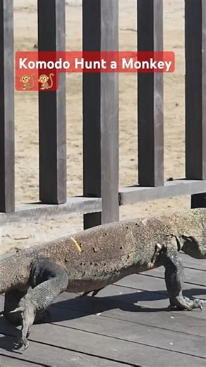 Komodo Hunt and Swallowed a Monkey a live