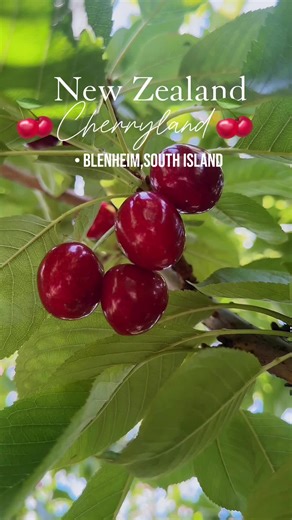 Cherryland Blenheim: Picking Your Own Cherries in New Zealand 🇳🇿🍒