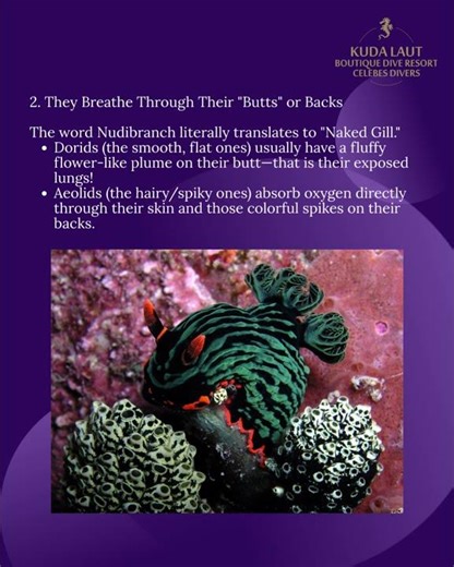 Nudibranch fact