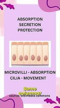 Simple Columnar Epithelium | Quick & Easy Explanation 🔬
