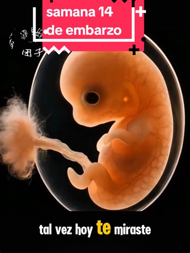 Semana 14 del embarazo: Crecimiento y cambios en tu bebé