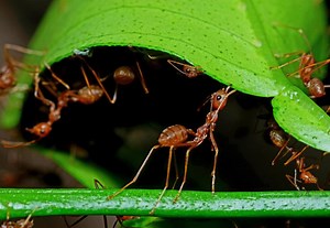 5 Methods for Getting Rid of Ants (& When You Shouldn’t) | LoveToKnow
