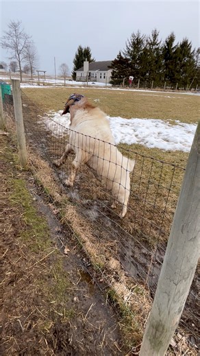 Turkey 🦃 getting real friendly, too bad they have the same dad. Both Gucci kids. | Broken Road Boer Goats