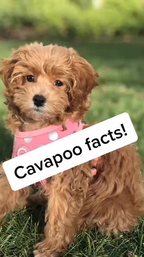Interesting Cavapoo Facts and Characteristics