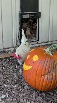 How to get Chickens to Carve Pumpkins #diy #chickens #pumpkin