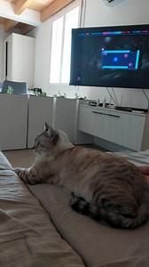 9.8K views · 1.4K reactions | Sunday : cats and games | Sissi The Red Cat | Facebook