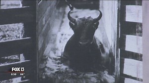 Museum reveals history of Florida cattle ranching