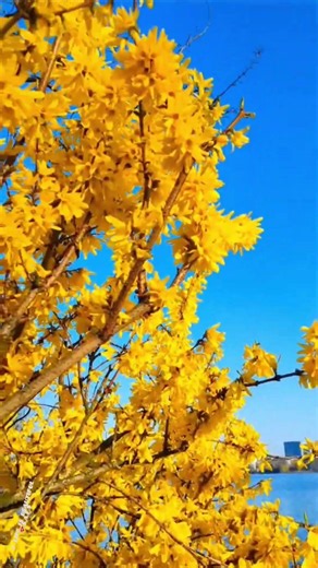 Beautiful Flowering Trees 🌸🌳 | Stunning Spring Nature 4K