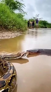 Python vs electric eel 🤯🐍 #animals #wildlife | Riteek Kashyap