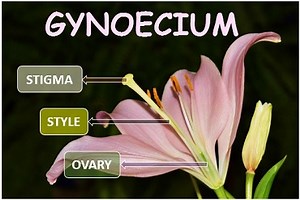 1.9K views · 132 reactions | Anatomy of flower YouTube : https://youtu.be/ujbKuLG6mjU | Smart Biology | Facebook