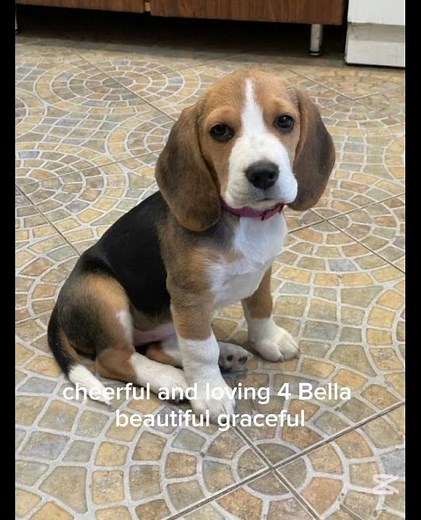 top 10 best dogs names and their meaning#