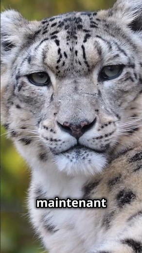 Panthère des neiges #nature #animaux #histoire #faune #animal #panther #neige