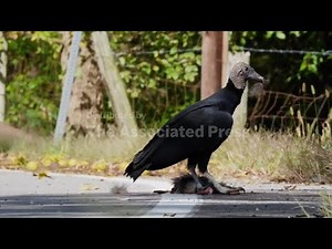 Black vultures, a livestock scourge, spreading north as climate warms