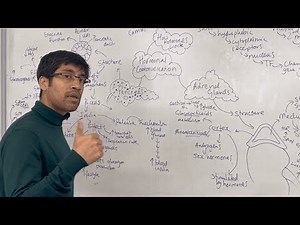 Hormonal communication: OCR A Biology revision mindmap