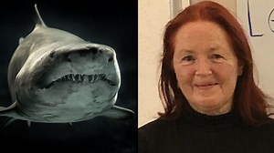 Divers investigating woman killed by tiger shark discover remains of other human, new BBC documentary reveals