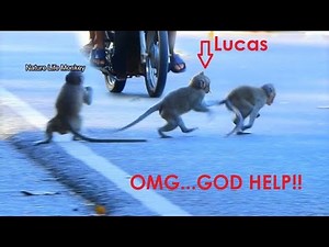 OMG!! My heart stop worry Lucas got hit by motor, 3 babies monkey play across the road so danger