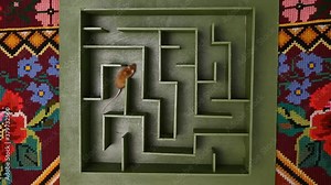 Cute mouse looks for food in maze. Lucky mouse got lost, wanders in labyrinth. Success in solving difficult problems. Hard way on purpose, motivation. Pet. Postcard with mouse. Idea, logic in business