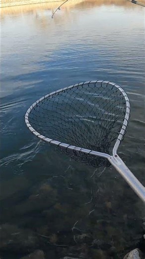 Fishing a RUSHING spillway for INVASIVE MONSTERS