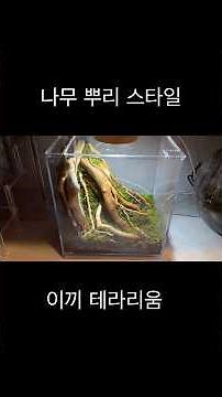나무뿌리 스타일 이끼 테라리움 만들기/Creating a Tree-Root Style Moss Terrarium