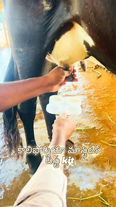 link in bio #cmt kit #సీఎంటీ kit #కాలిఫోర్నియా మాస్టైటిస్ టెస్ట్ కిట్ #california mastitis test kit #vetinkhammam #vetinhyderabad #andhrafarmers #buffalocare #telanganafarmers #vetinsuryapet #teluguvets #animalcare #telugufarmers #cowhealth #viral #india #dairy_diaries 81023# | Josh Raju Marla