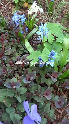 【春の庭の定番にしたい小花たち🌼】 #shorts