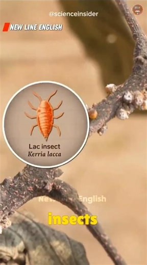 The Surprising Secret Behind Your Shiny Sweets! 🍬