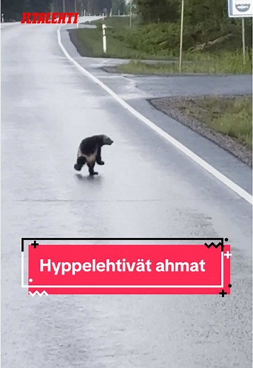 Hollantilainen Jaco taltioi videolle harvinaisen näyn Siikajoella. 🐾😍 #iltalehti #uutinen #uutiset #ahma #siikajoki #suomi