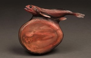 Deeply strange black swallower fish and other odd animals