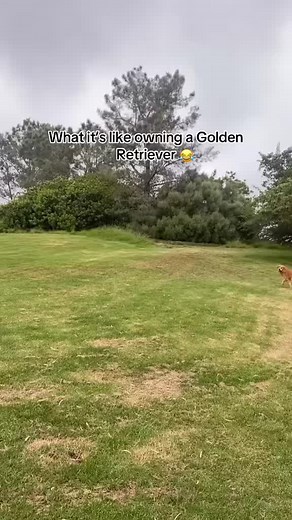 Funny Moments with a Golden Retriever