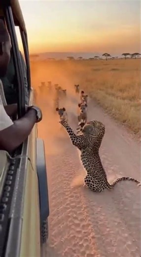 The leopard follows immediately, gaining speed. The springbok reaches the vehicle and jumps