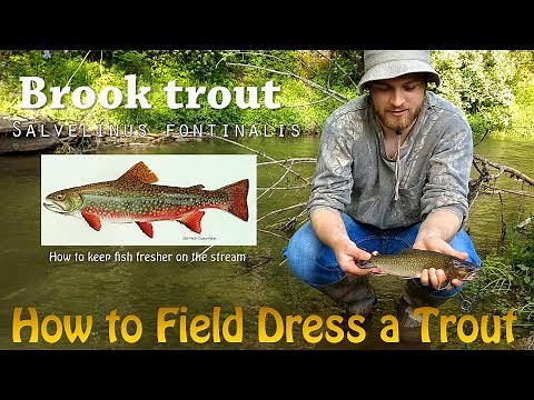 How to FIELD DRESS & Keep Fish FRESHER