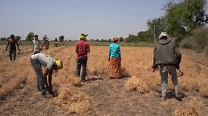 Nagpur Maharashtra India March 2024 Indian Farmer Harvesting Crops Agriculture