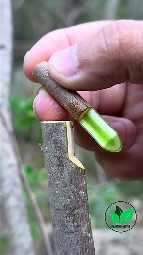 Best grafting techniques for fruit plants | Grafting examples #bushcraft #budding #graftingtips