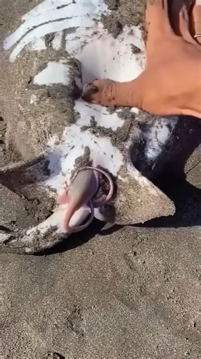 The dancing ray | ONit See